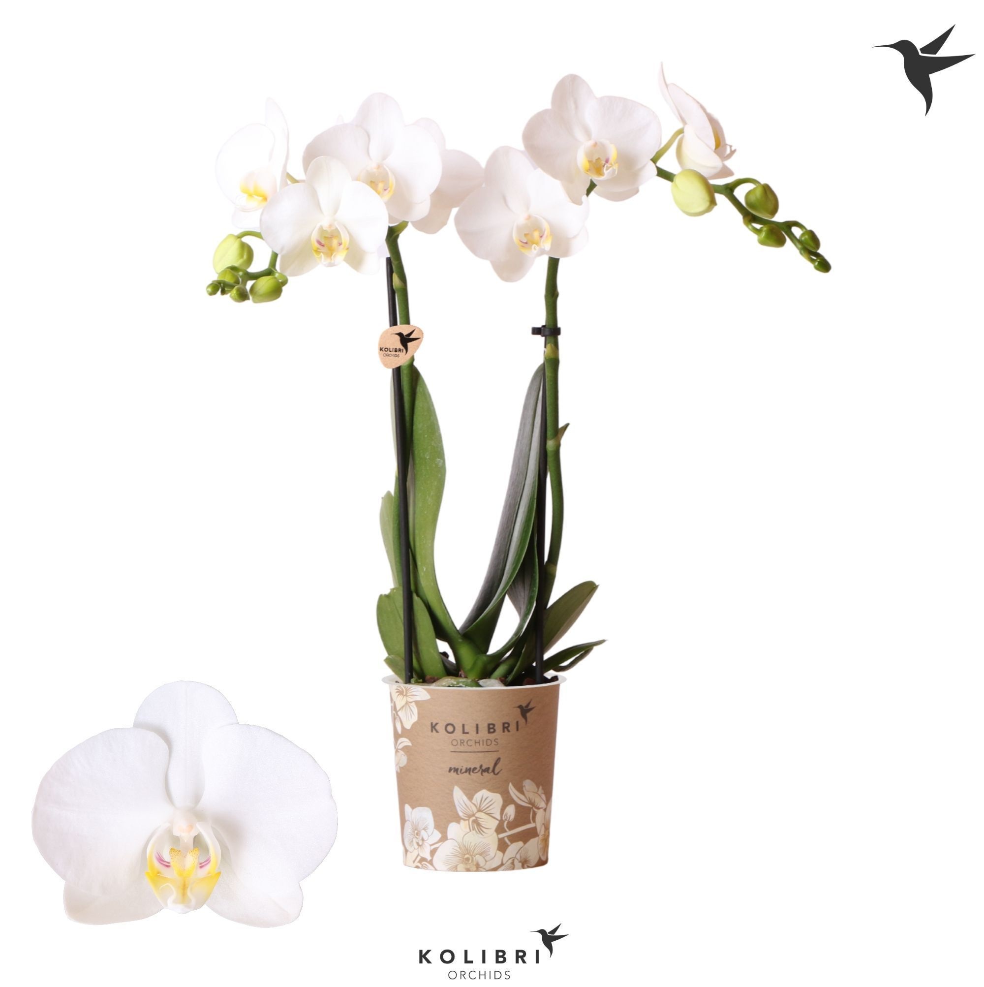 Kolibri Orchids Phalaenopsis Amabilis 2 spike no sleeve, D 9
