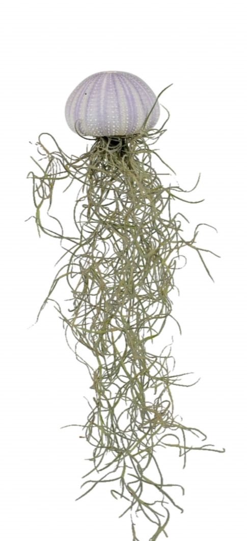 Tillandsia schelp small, D 5