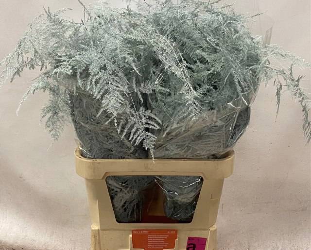 Аспарагус Овериг Крашеный (краш. ) 85, шт.