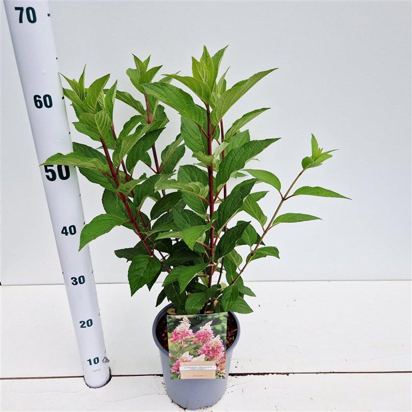 Hydrangea pan. Pinky Winky ('Dvppinky'PBR), D 17 cm