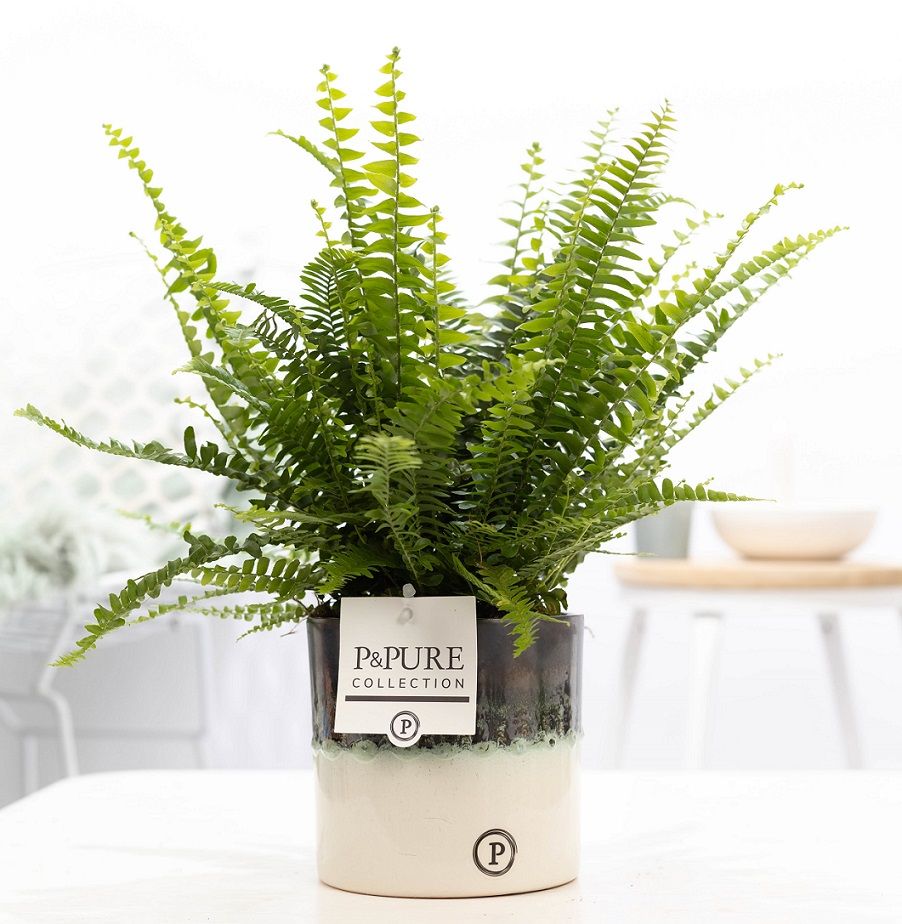 Nephrolepis Gr.Lady in P&PURE Illusion cer. perfectly imperfecta, D 12