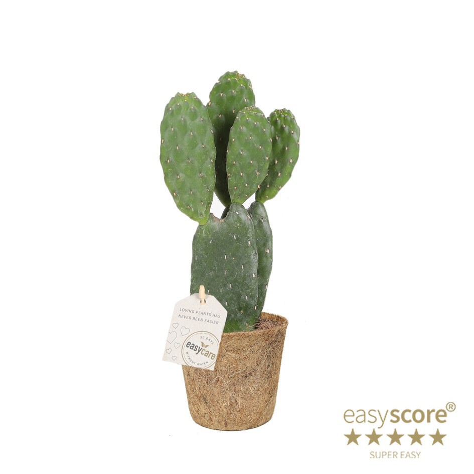 OPUNTIA RUBESCENS COCOZ, D 9 cm