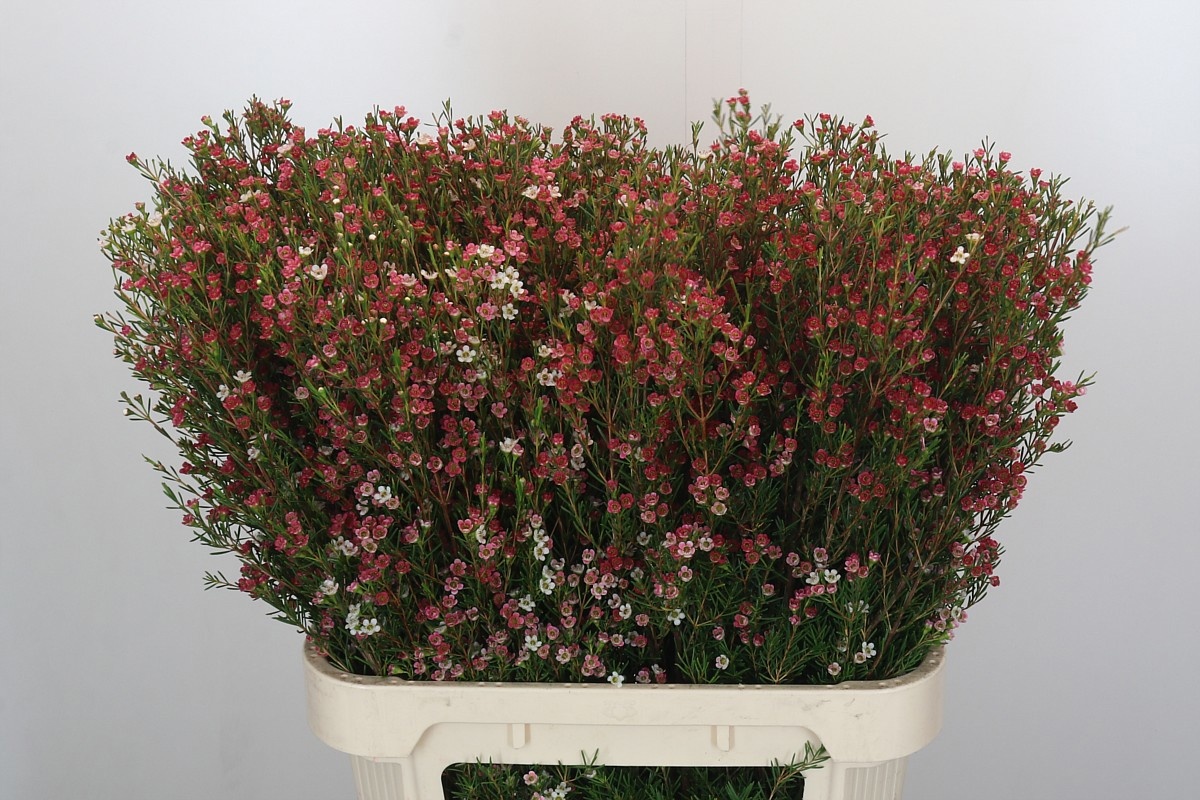 Шамелациум Май Свит Сикстин 80, шт.