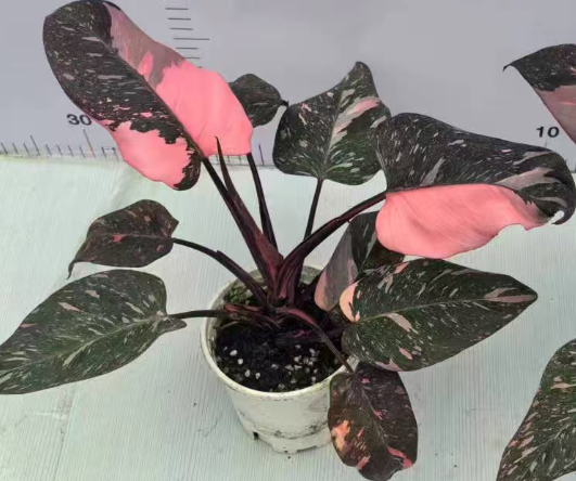 Филодендрон 0.3-галлон Марбле Паудер Принцесса 12 30