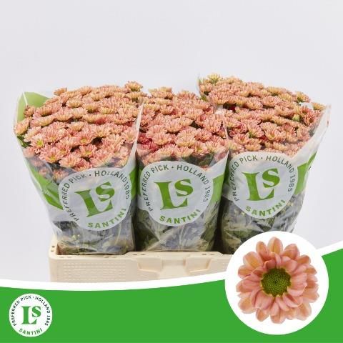 Сантини Росси Смоки, шт.