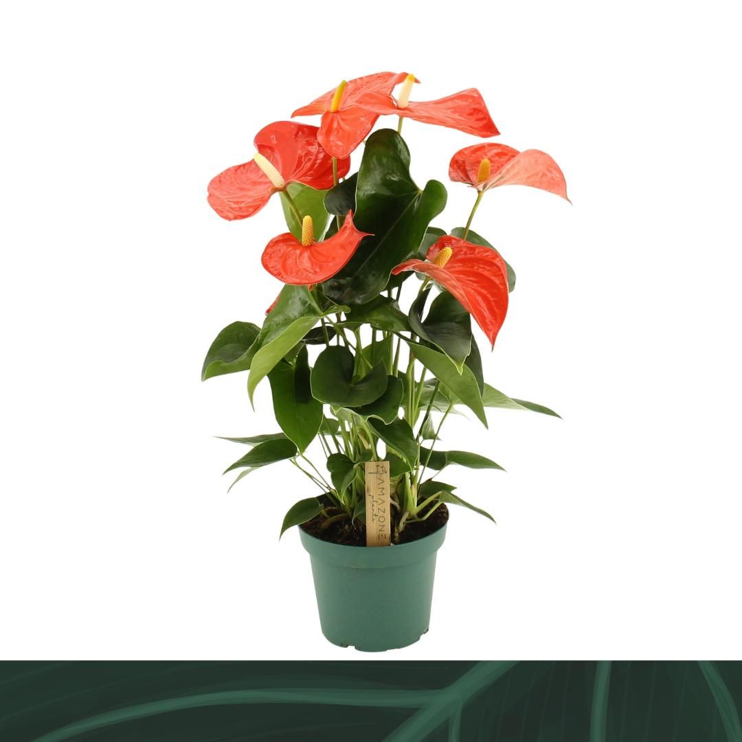 Anthurium Florida 14cm, D 14