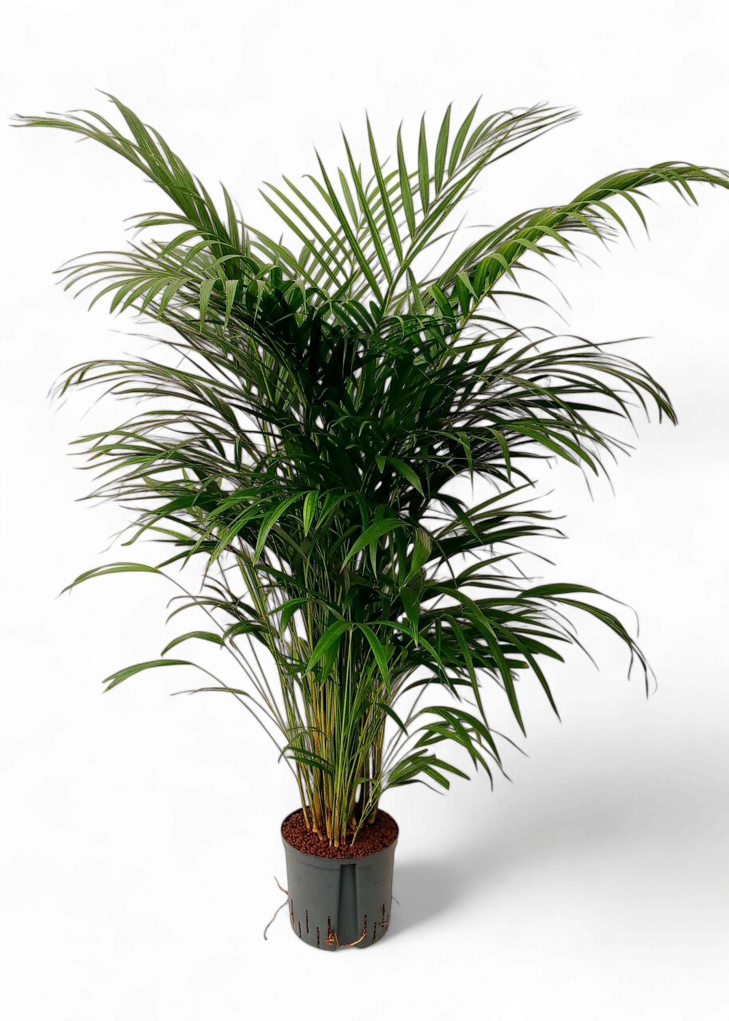dypsis hydro, D 22