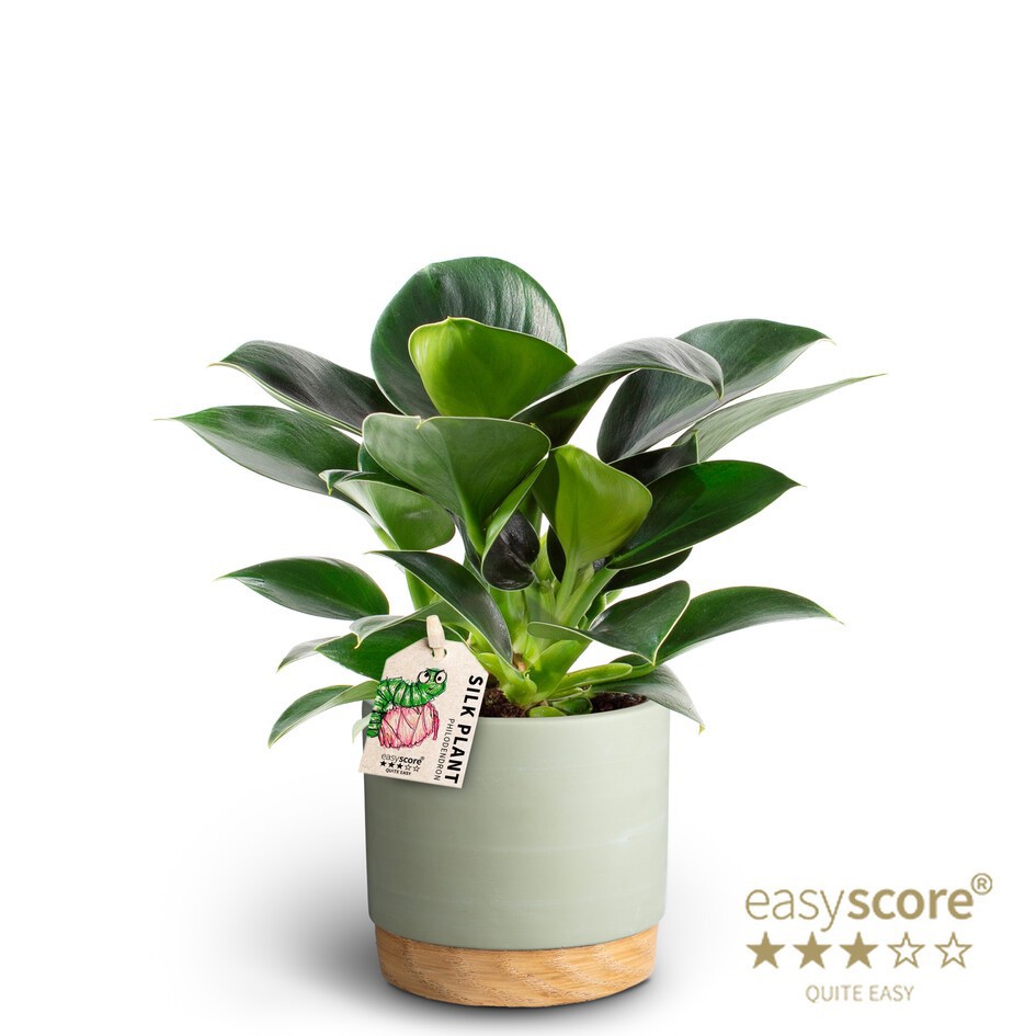 PHILODENDRON ERUBESCENS 40925086 WB Green Green Princ, D 10 cm PHILODENDRON ERUBESCENS 40925086 WB Green Green Princ, D 10 cm