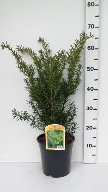 Taxus media 'Densiformis', D 19 cm