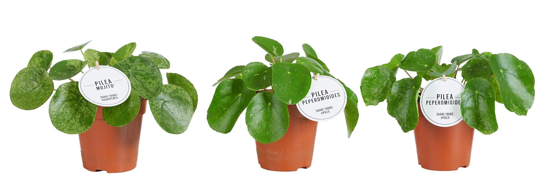 Pilea Peperomioides Variegated Mix, D 13