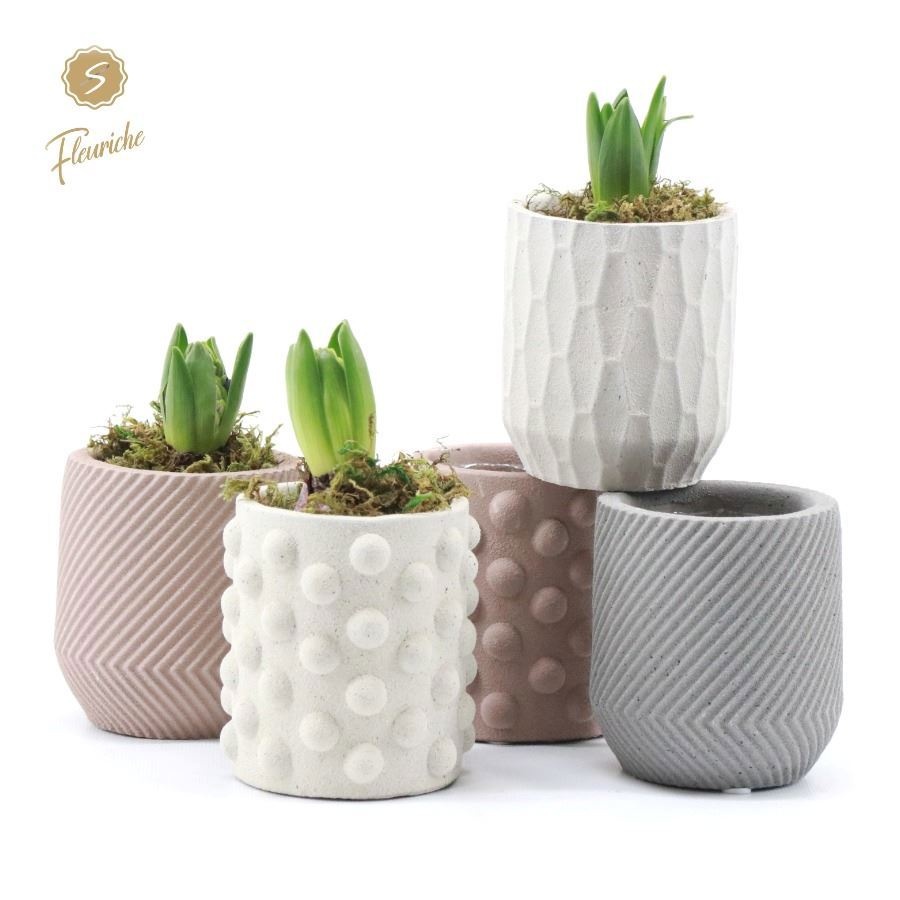 (1602) Hyacint Softly 1PP Mos, D 9 cm