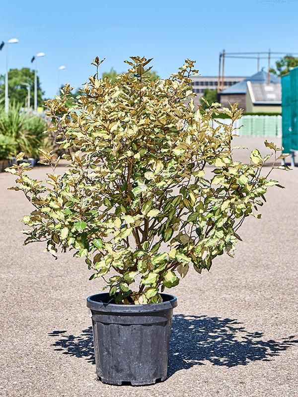 Elaeagnus ebbingei 'Maryline', D 32