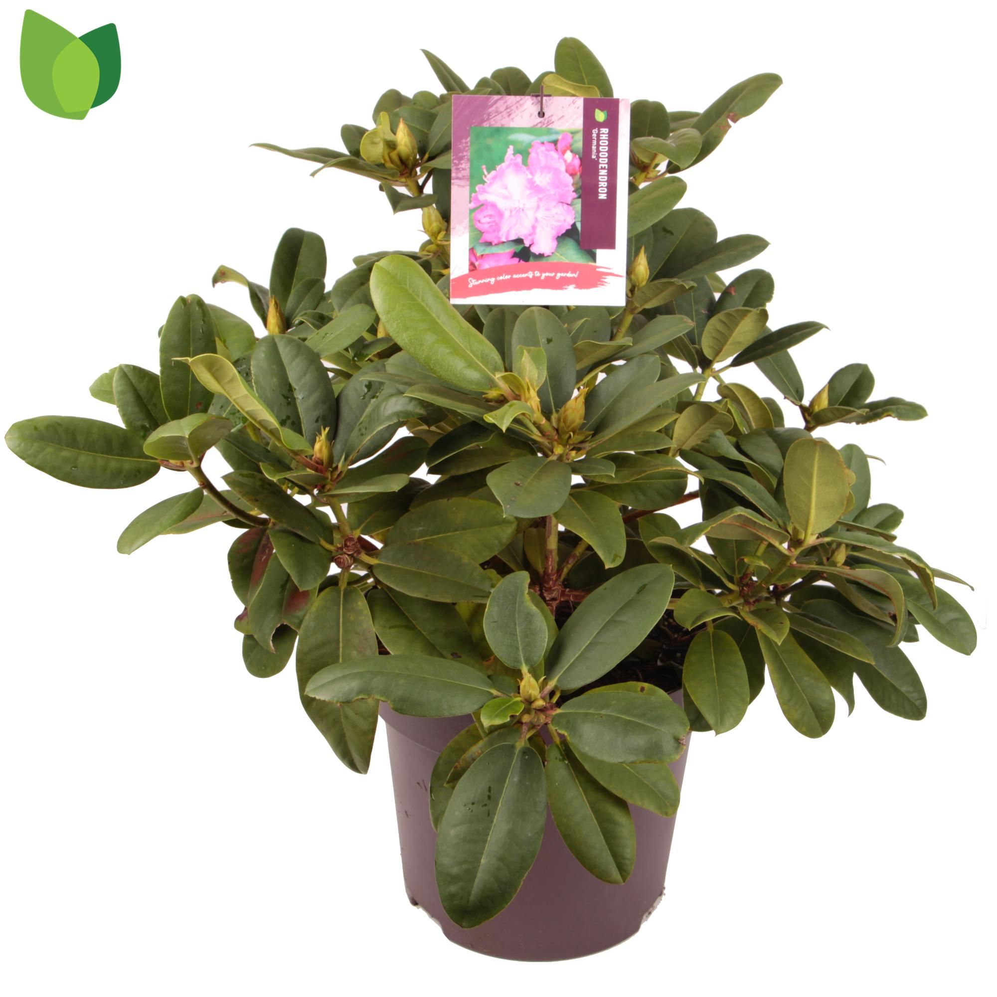 Rhododendron 'Germania' C13/P31, D 31