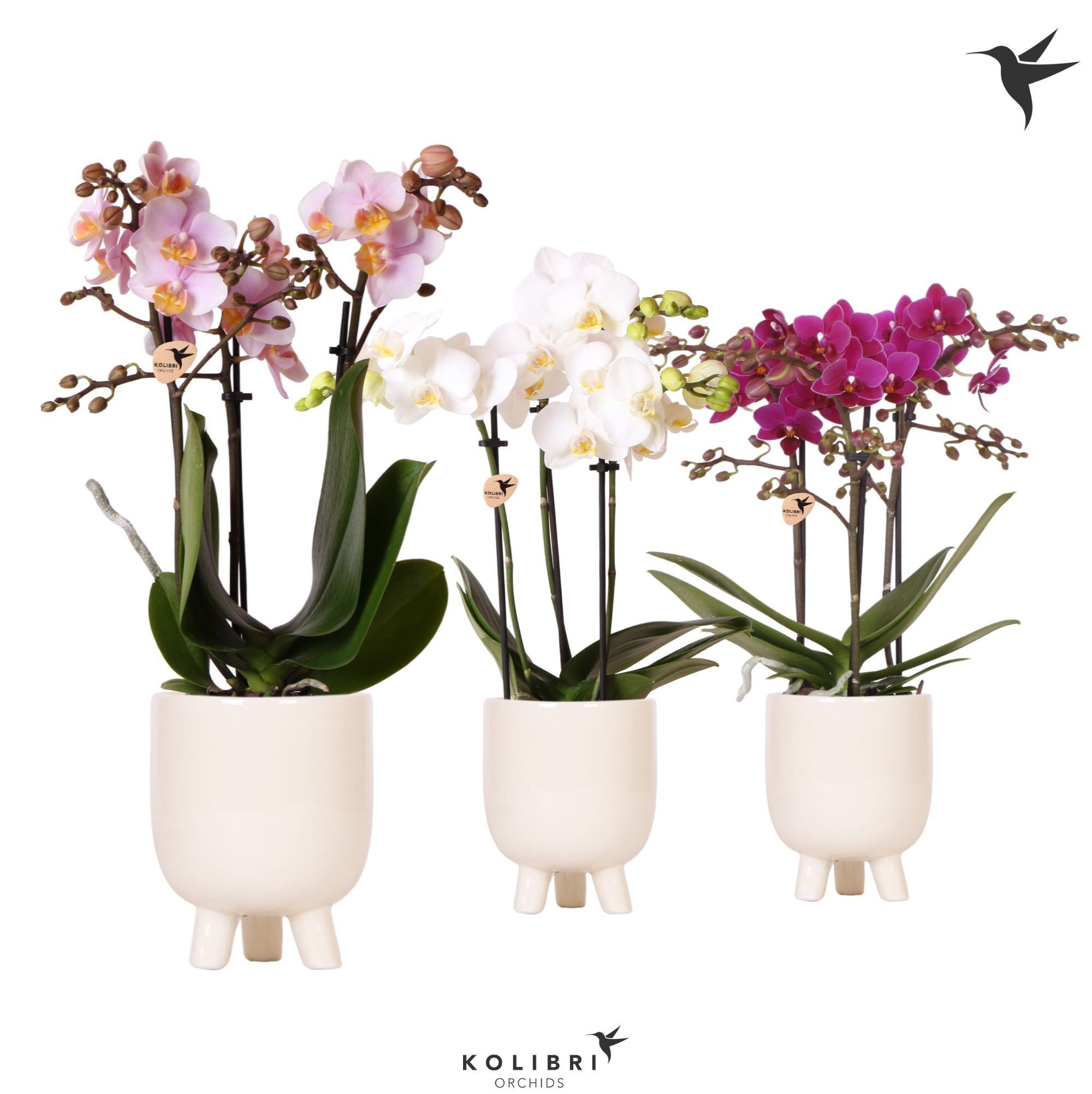 Kolibri Orchids Phalaenopsis mix 3 spike in Gummy pot travertine, D 9