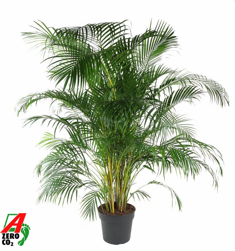 Dypsis Lutescens(Areca) P34, D 34