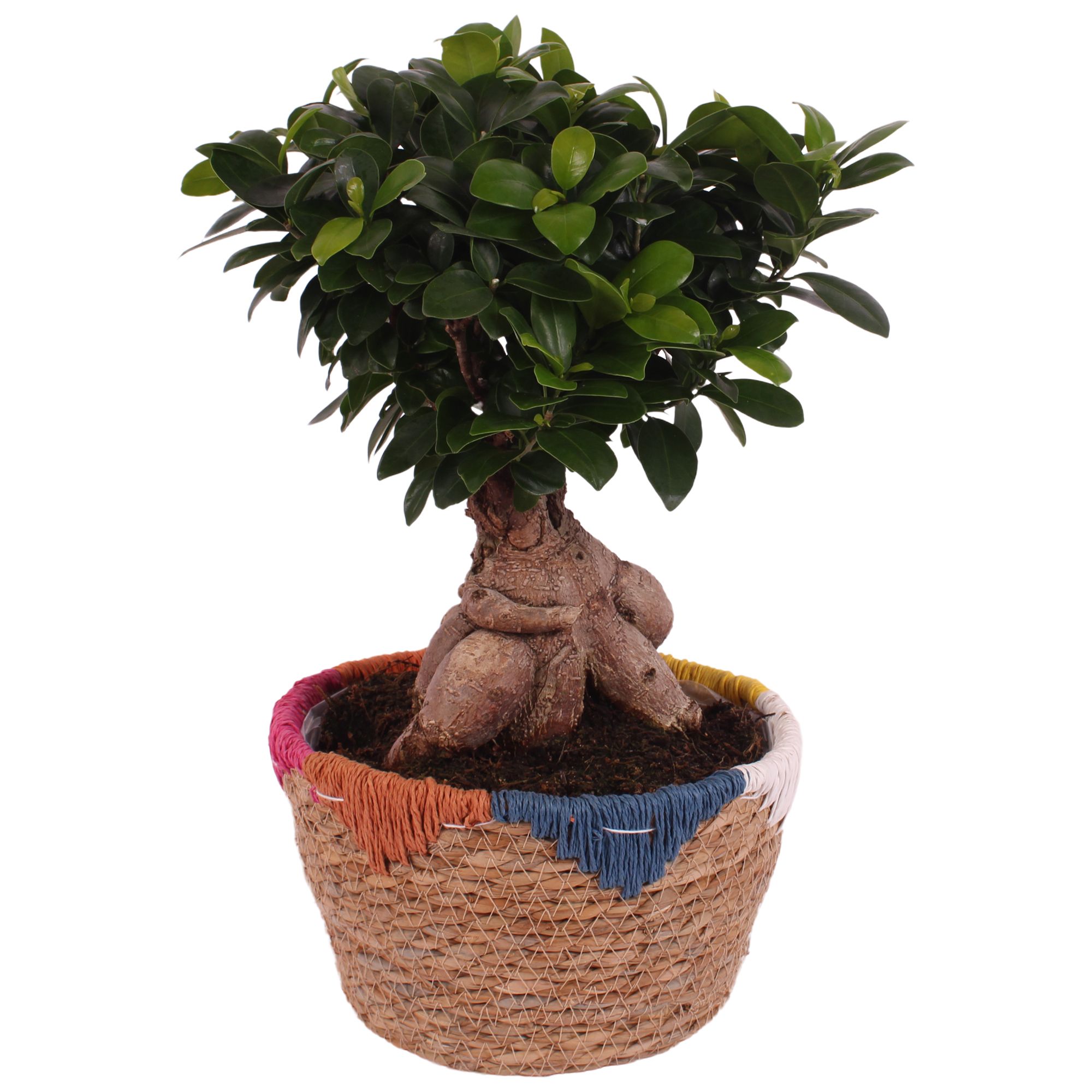 Ficus m. Ginseng Ball Shape Ø20cm in Ø22cm Rope Basket EV564, D 22