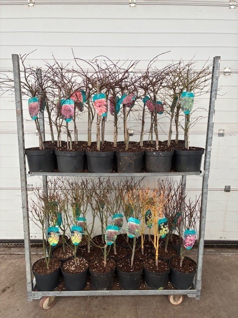 Acer mix P23 5/8 species, D 23