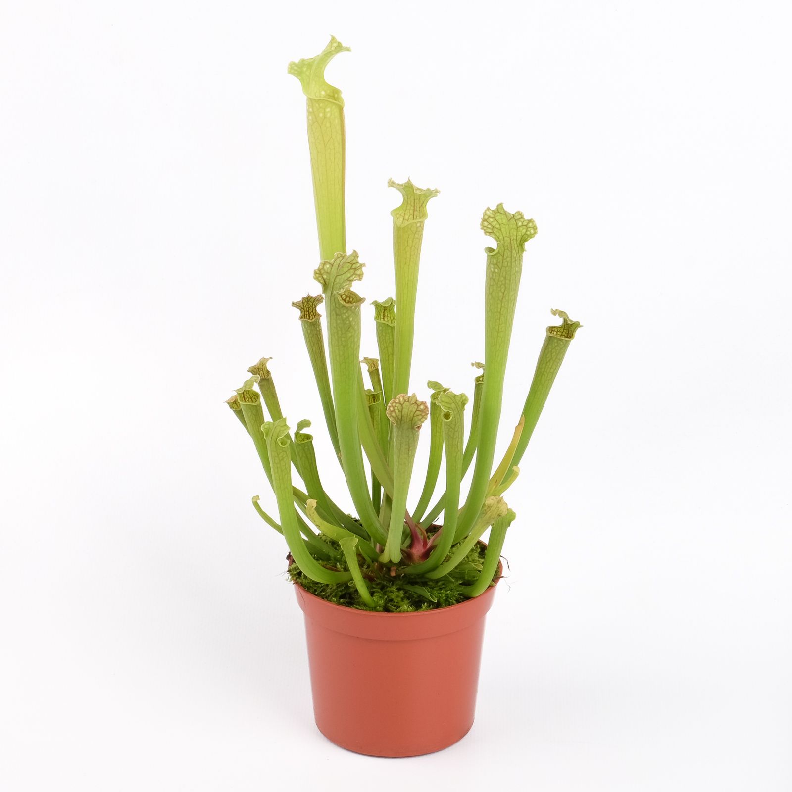 Sarracenia farnhamii, D 8,5 cm
