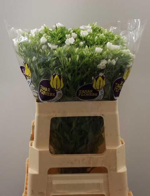 Флокс Вайт Кэп 60, шт.