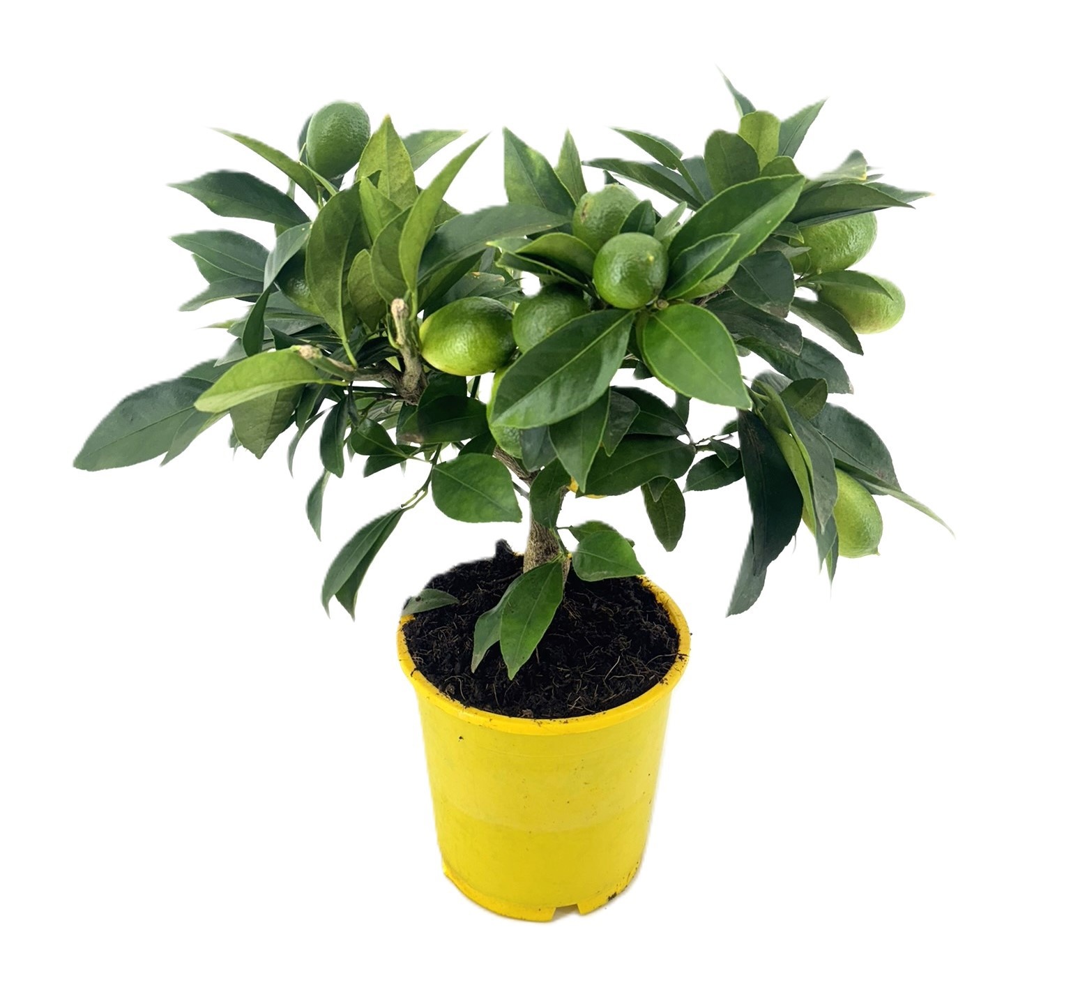 Citrus limequat, D 14 cm