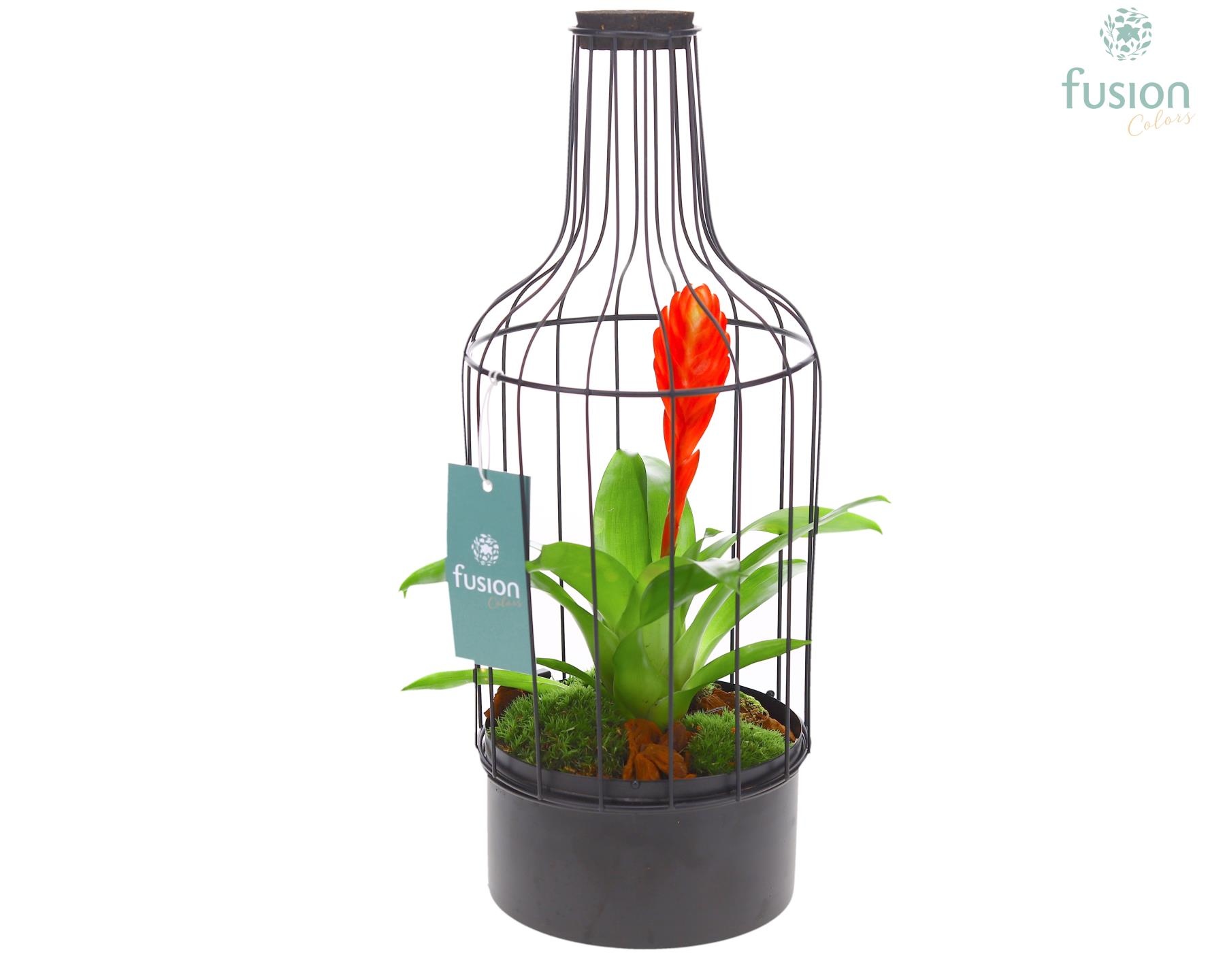 Metaal fles zwart Medium met Bromelia, D 15