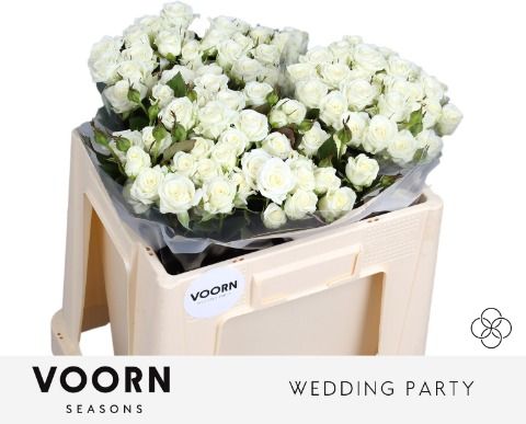 Роза куст. Вэддин Пати 50, шт.