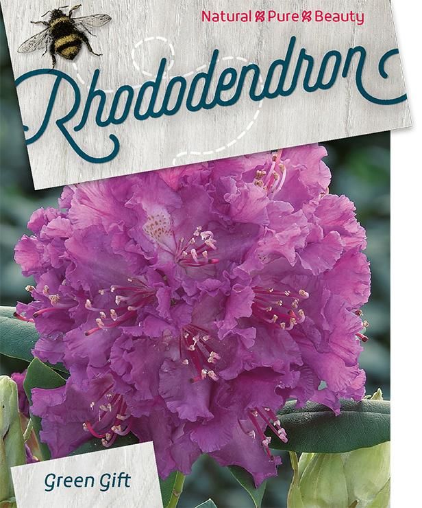 Rhodo. 'Rasputin' pink purple, D 29