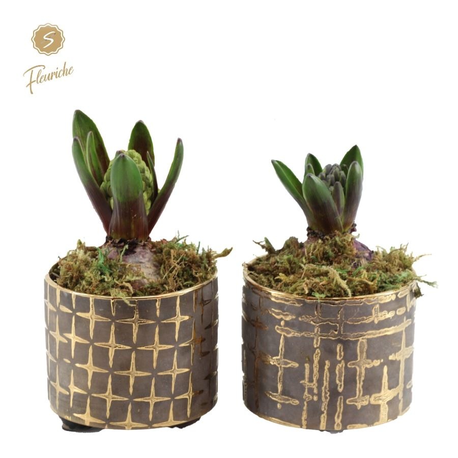 (1621) Hyacint Christmas Chique [M] 1PP Mos, D 16 cm