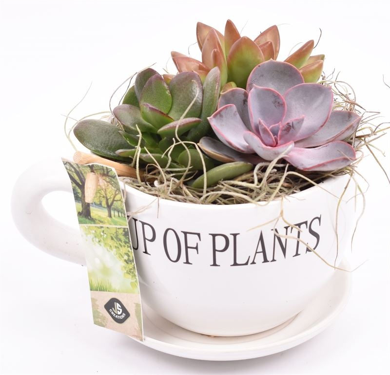 Keramiek "cup of plants"10cm, D 15
