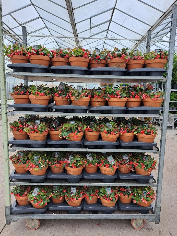 Gaultheria procumbens 'Big Berry' - ST, D 13 cm