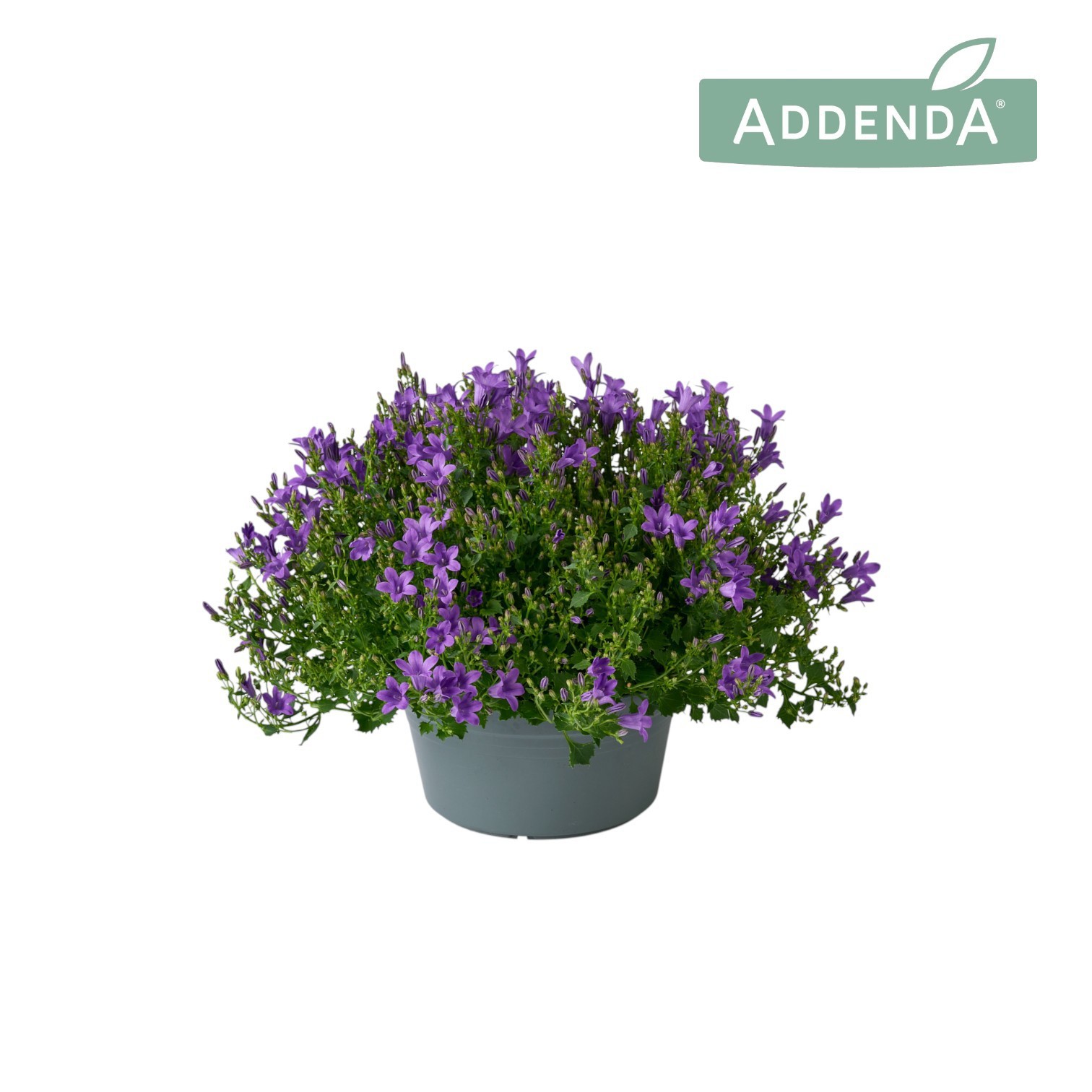 Campanula Ambella Intens Purple Schaal 20 cm, D 20