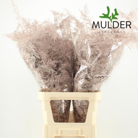 Аспарагус Овериг Крашеный (краш. ) 85, шт.