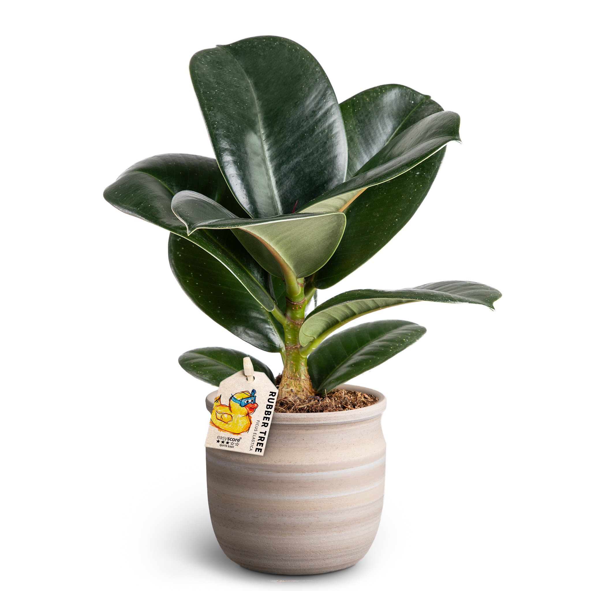 Maceta Sand, Ficus elastica ´Sofia´, D 10