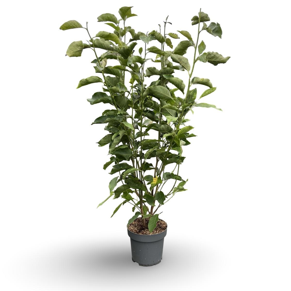 Magnolia 'Heaven Scent', D 32 cm