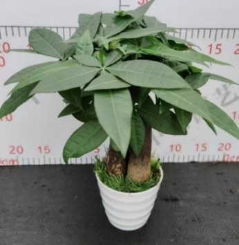 Пахира ствол 3РР 9.5 9,5 30