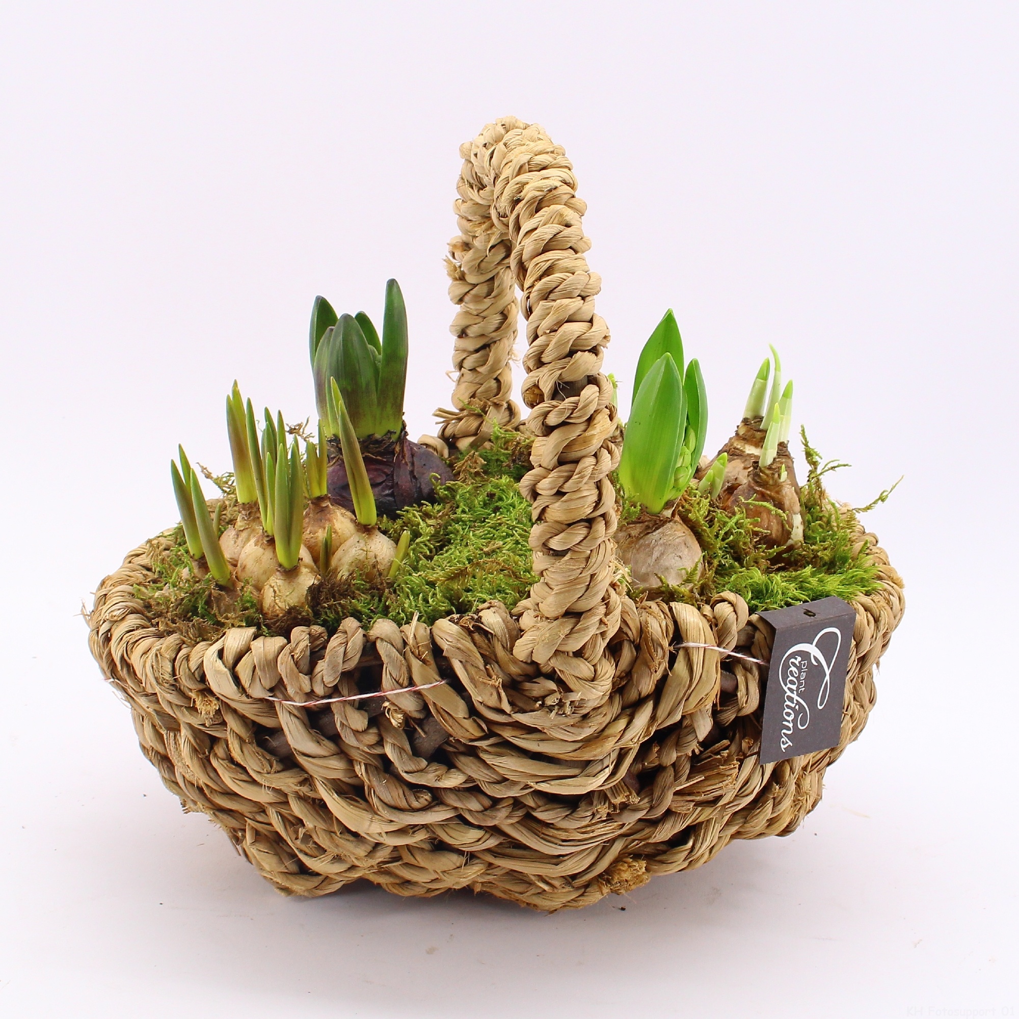 BLCR-2608 Bulbs creations, D 30