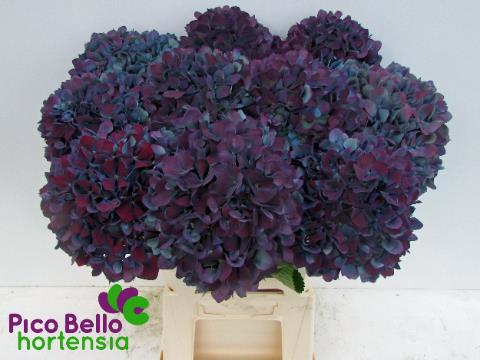 Гортензия Пимпернел Классик 60, шт.