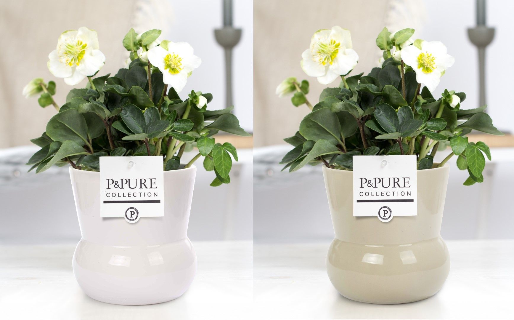 Helleborus "Xmas C." in P&PURE Plant Vase Maxima vase ass.2, D 12 cm