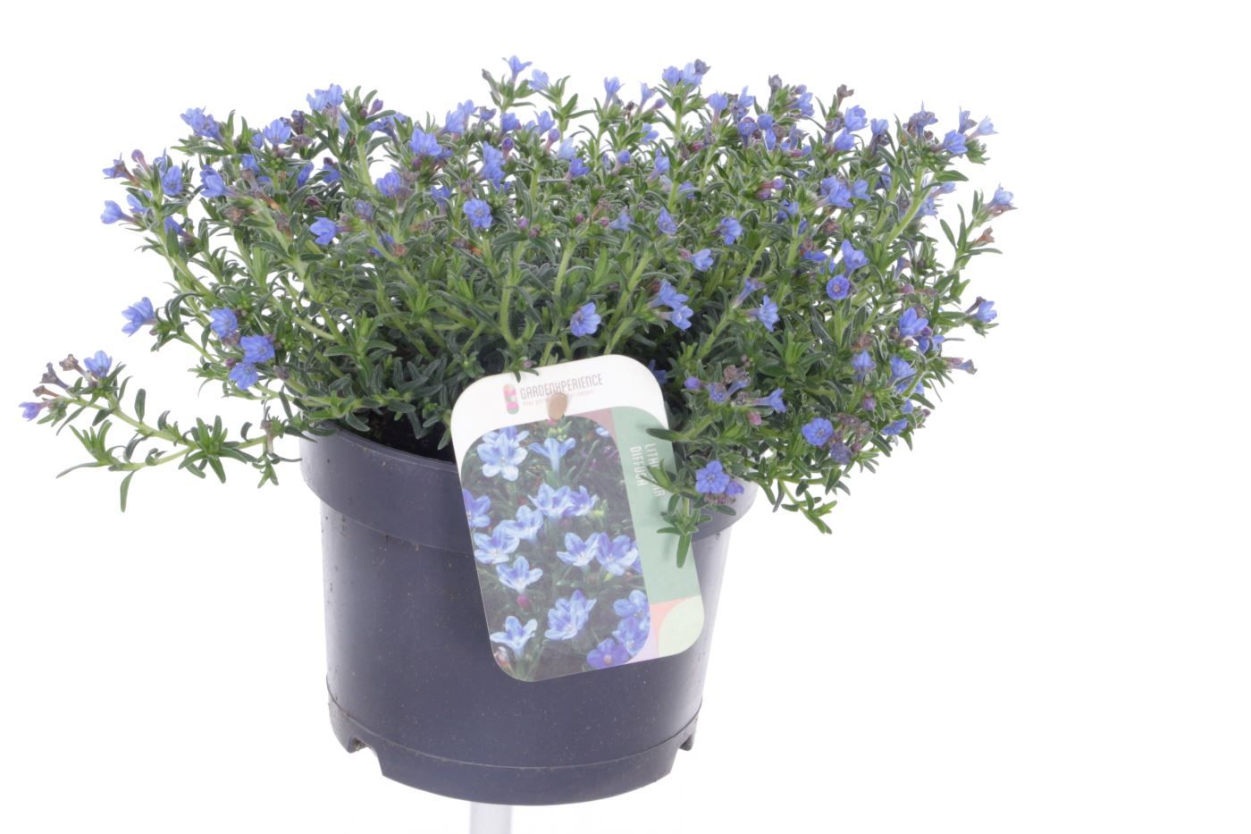 Lithodora diffusa Tidepool Sky Blue, D 17