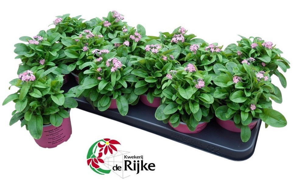 Myosotis Mon Amie Pink, D 10,5