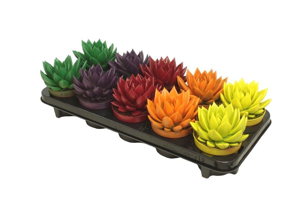 Miranda coloured autumn mix, D 10,5