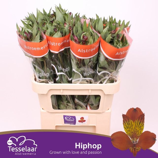 Альстромерия Хип-Хоп, шт.