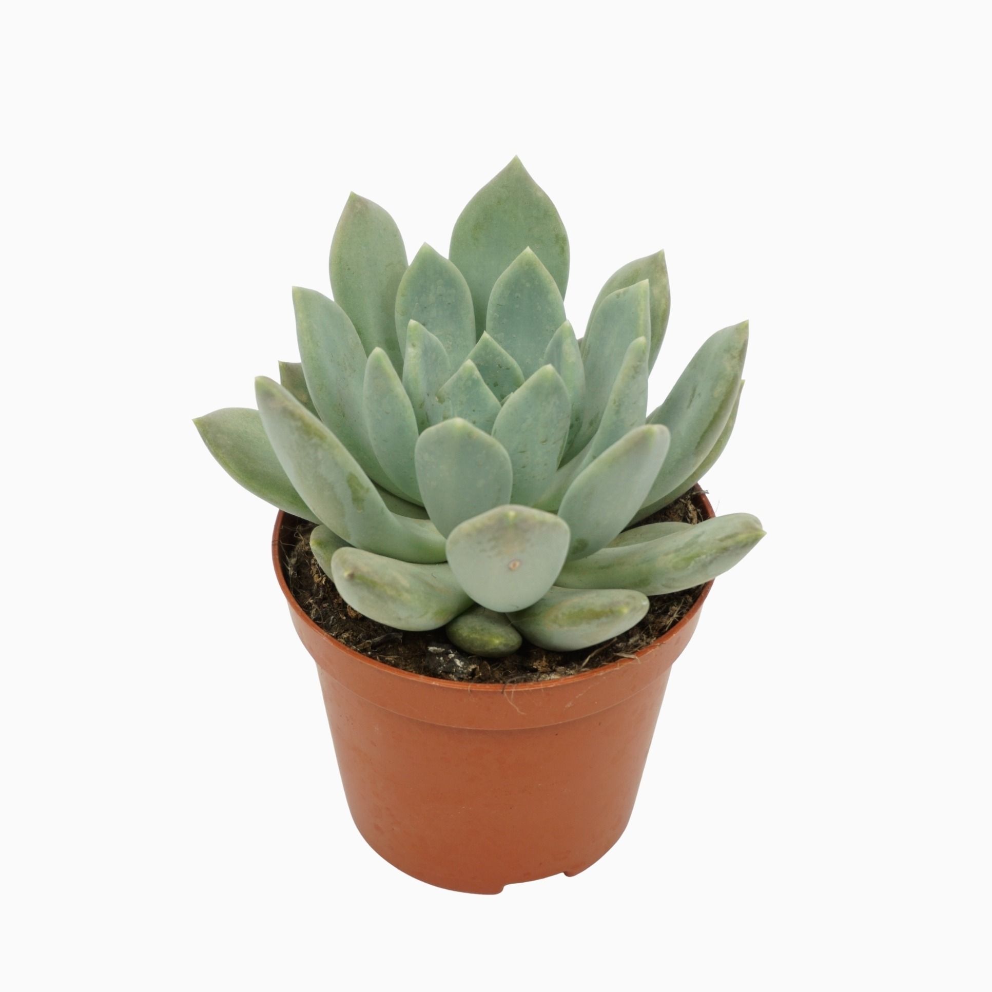 Pachyveria corvus 8,5 cm, D 8,5 cm