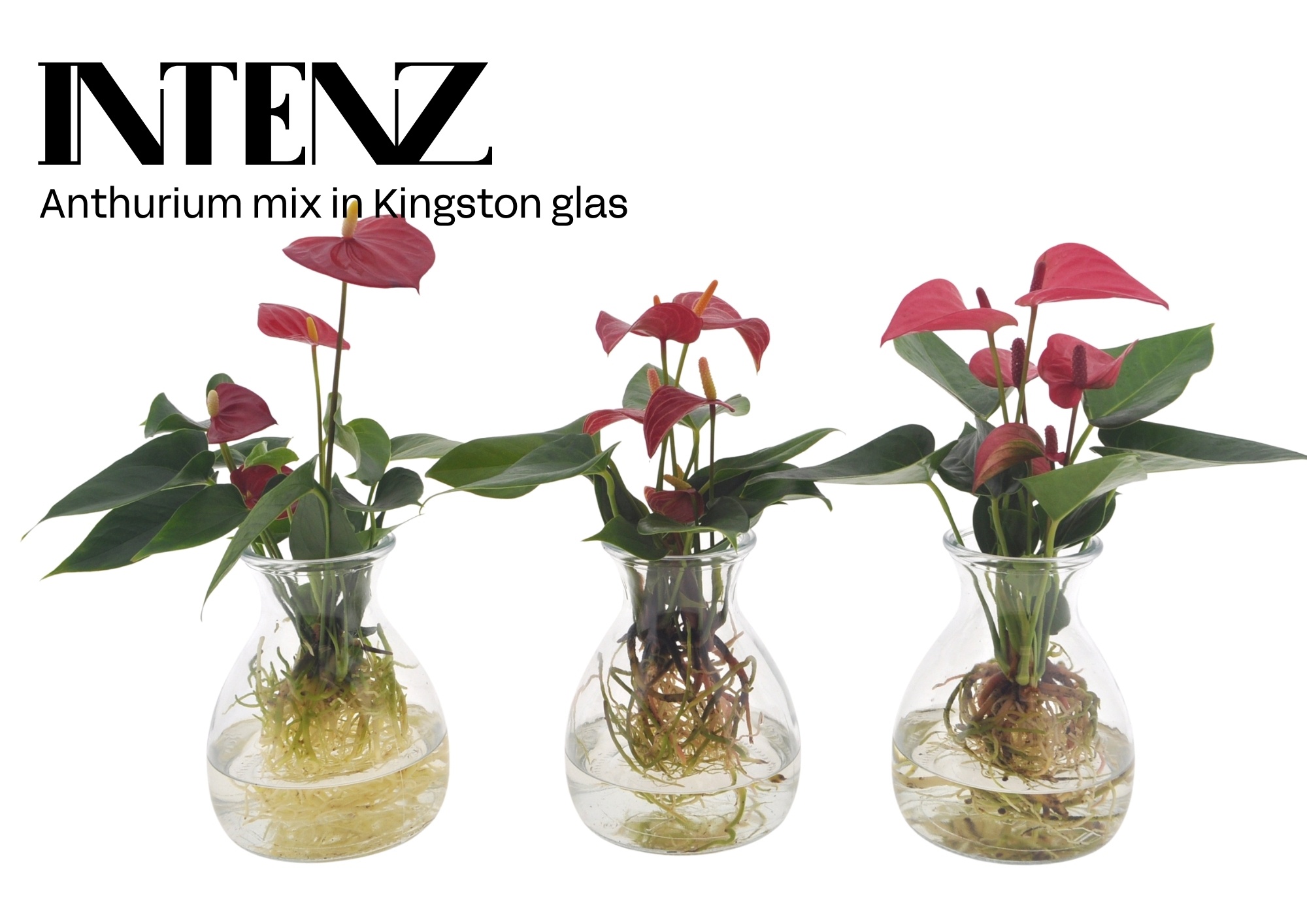 Anthurium mix in Kingston glas - levertijd: 24 uur, D 12
