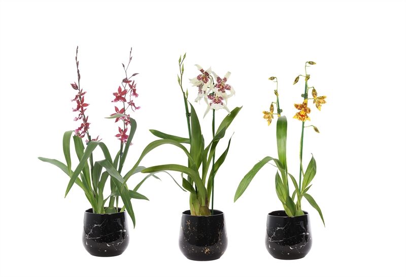 Stoneware p12 Rhonda gold Cambria mix 2T12+, D 12