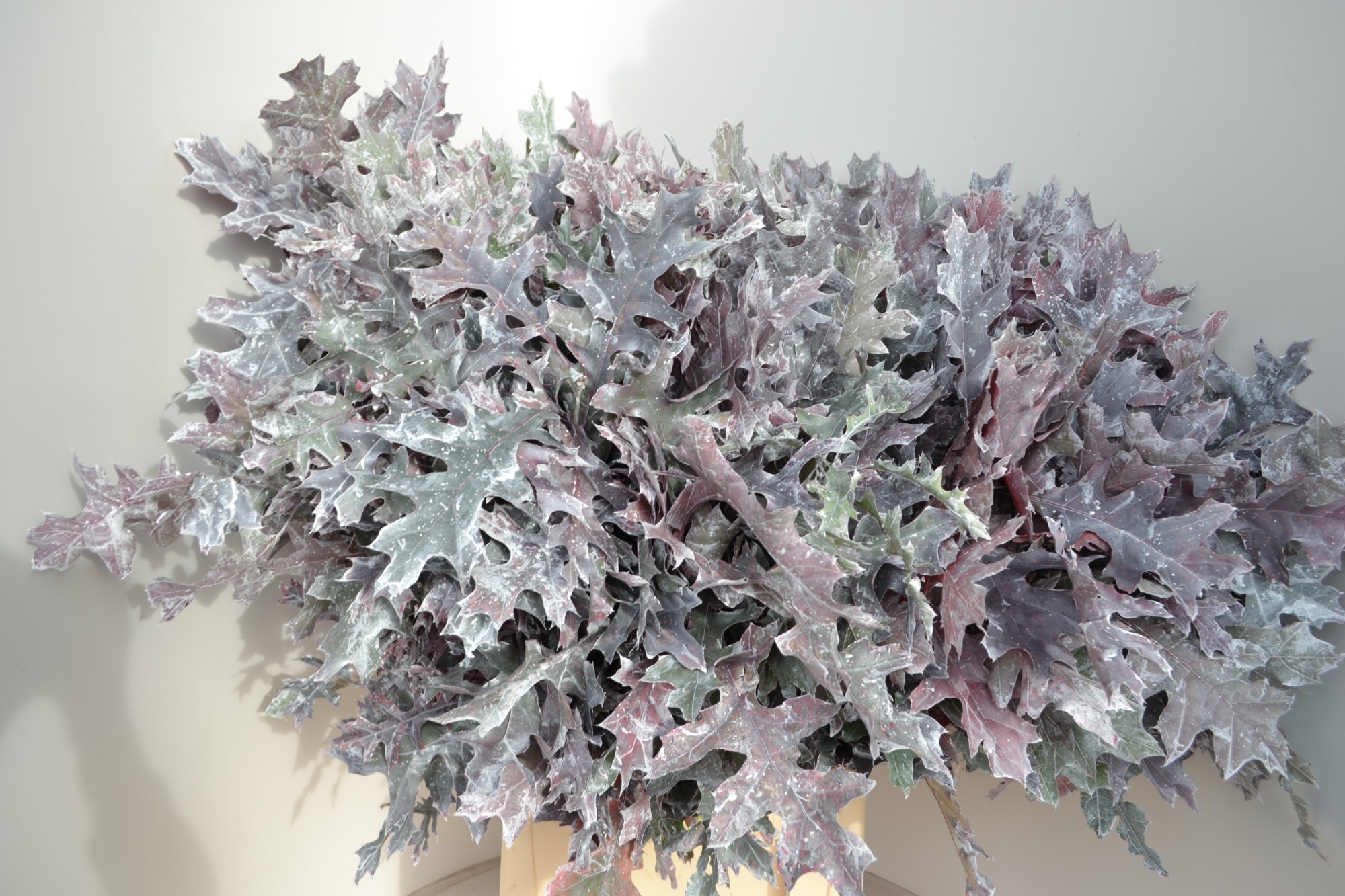 Кверкус Овериг Крашеный (краш. ) 80, шт.