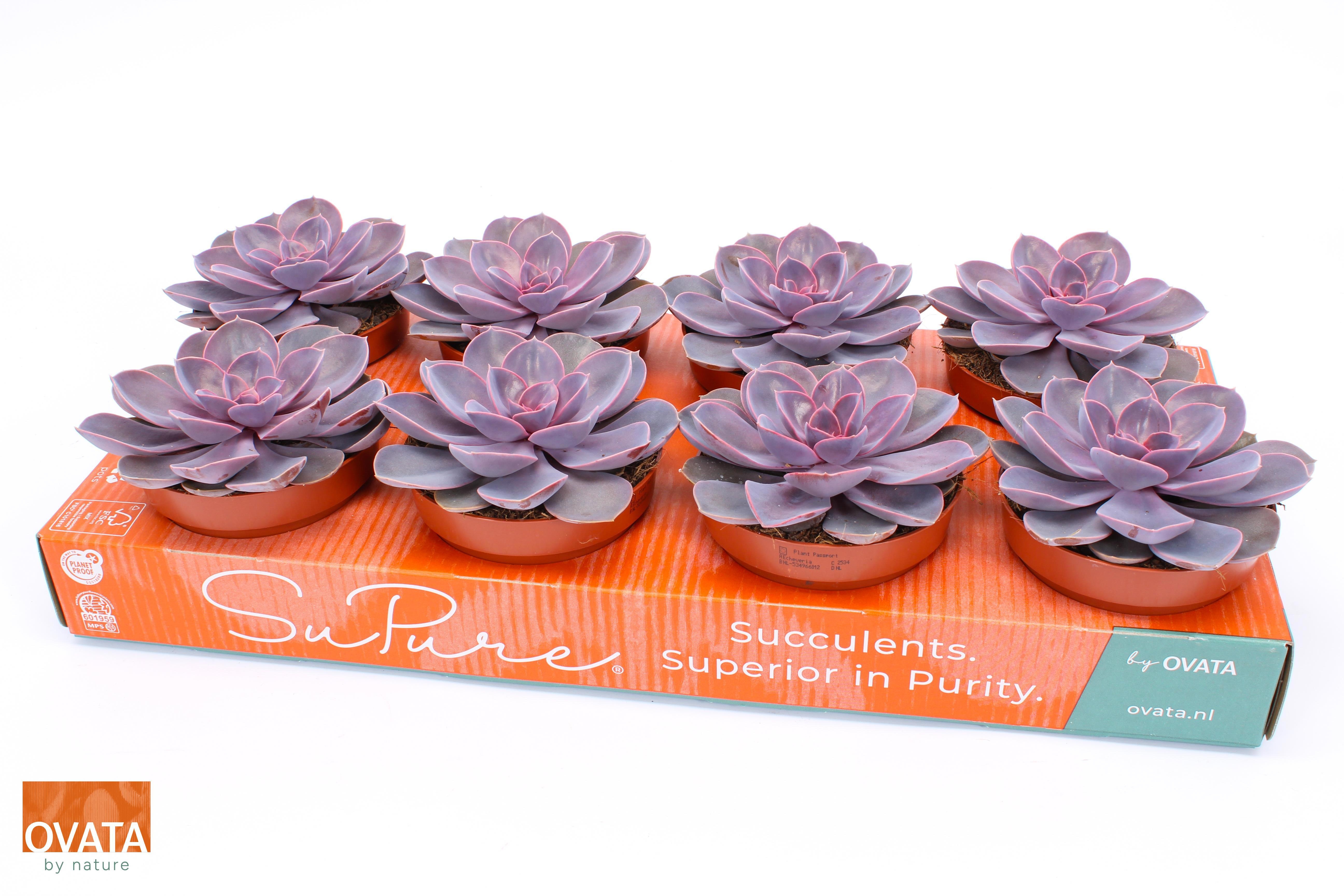 Echeveria purple pearl 12, D 12