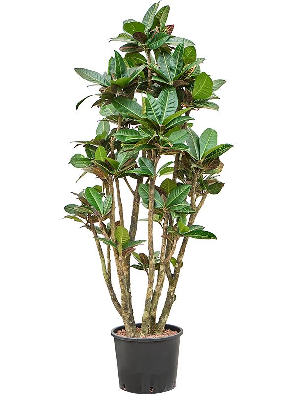 Croton (Codiaeum) variegatum 'Petra', D 28