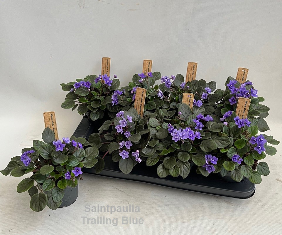 Saintpaulia Trailing Blue, D 12
