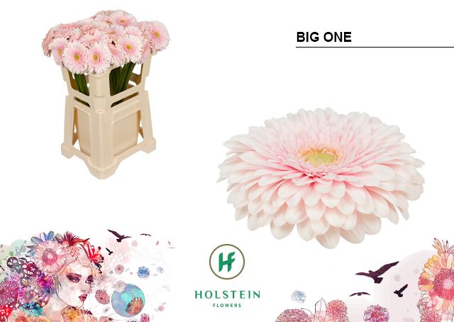 Гербера Помпон Биг Уан, шт.